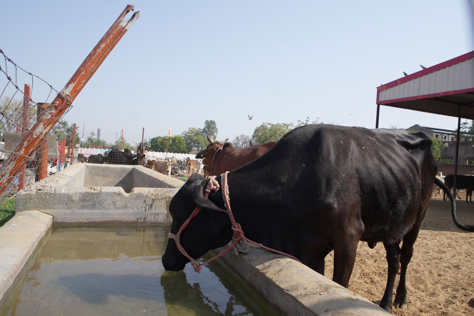 BabaShiv Sawroop Maharaj Gaushala